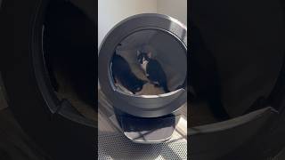 It’s a potty party shortvideo kitten litterrobot purrfectlyadorable cute purrfectpets party [upl. by Thelma997]