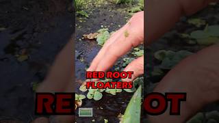 Shallow Growing Red Root Floaters [upl. by Zampino]