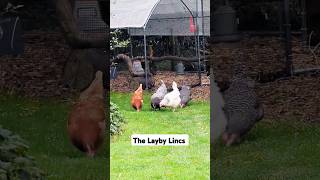 Our Chickens here at The Layby Lincs Our cast is Ginger Beryl Pearl and Dorris 🐔🐔🐔🐔 [upl. by Llewen]