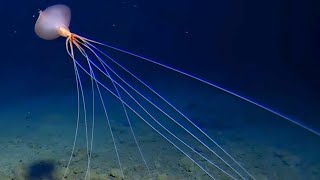 NEW Magnapinna Squid ROV Encounter September 2024  Tonga Trench  Deepsea Oddities [upl. by Gladine]