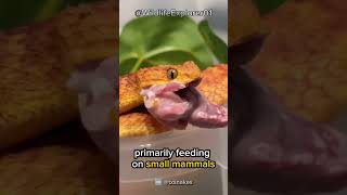 quotBush Viper Snake Mesmerizing Predators of the Wildquot [upl. by Faludi]