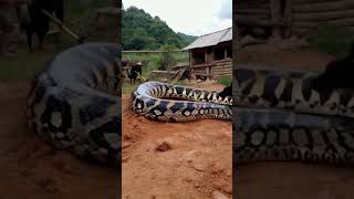 A python wriggles at speed attacking a dog and a villager shovels it off [upl. by Mic]