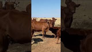 Bonsmara Cows in the Free State calves cows farming livestock nampo boerdery agriculture [upl. by Nomelc]