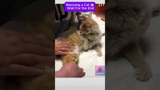 Rescuing a Paralyzed Cat on the Brink of Survivalcat CatRescue RescueCat [upl. by Erised]