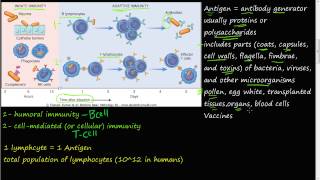 68P  adaptive immunity humoral immunity cellmediated immunity antigen overview [upl. by Irallih]