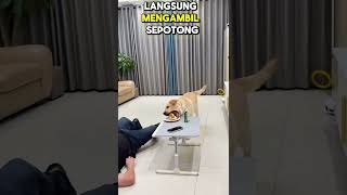 Narasi Video Anjing yang sangat cerdik shorts teller naratif fyp viralshorts [upl. by Ailam960]