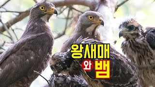 왕새매의 뱀 먹는 방법 Greyfaced Buzzards Snake Eating Method [upl. by Baillieu]