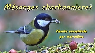 Mésange charbonnière chants doiseaux [upl. by Aseret938]