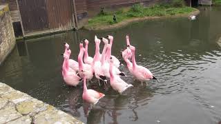 Andean flamingos WWT Slimbridge 23rd April 2019 [upl. by Eda]