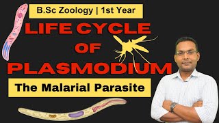 The Plasmodium Life Cycle From Mosquito To Human [upl. by Carlin]