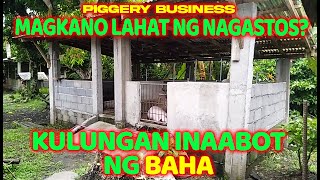 PIGGERY BUSINESS Magkano ang kulongan ng baboy na hindi aabotin ng baha [upl. by Nellac]