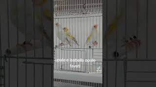 Cardellini mayor opale eisabellaopale goldfinch jilguero stieglitz chardonneret birds [upl. by Nuarb619]