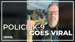 Washington County K9 named Radar becomes a social media star [upl. by Ogren374]