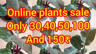 Calathea online sale YouTube video Below150₹ plants [upl. by Stanleigh121]