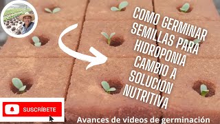 CÓMO GERMINAR SEMILLAS PARA HIDROPÓNIA  CAMBIO DE AGUA A SOLUCIÓN NUTRITIVA HIDROPÓNIA PASO A PASO [upl. by Raleigh156]