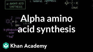 Alpha amino acid synthesis  Chemical processes  MCAT  Khan Academy [upl. by Nannette566]