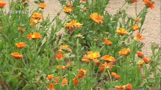 Visite du potager de couleur du domaine de Chaumont sur Loire  Truffaut [upl. by Ynnavoig303]