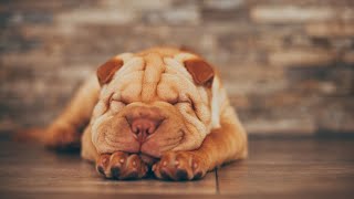 The Wonderful World of Chinese SharPei A Look at These Loyal and Loving Dogs [upl. by Elianore494]