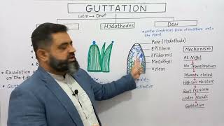 Guttation UrduHindi Medium profmasoodfuzail Dew and Guttation  Hydathodes [upl. by Nyleimaj]