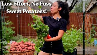 Sweet Potatoes The Lazy Gardeners Guide [upl. by Acyssej]