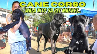 GENTLE GIANT CANE CORSO PUPS BIHIRA MAKAKITA NITO [upl. by Anolahs]