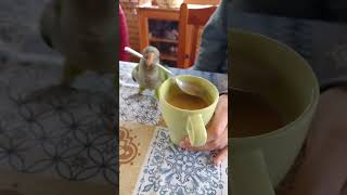 Funniest Parrot Moments That Will Make You Laugh Out Loud birds [upl. by Bertram]