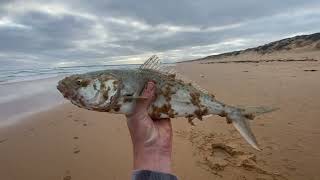 Beautiful winter arvo chasing Australian Salmon at Cape Woolamai Surf Beach [upl. by Anoek]