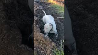 Khalnayak dog trending viralvideo shorts pitbull dog youtubeshorts [upl. by Alahs171]