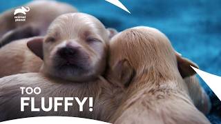 Luxurious Maltipoo Puppies First Playful Steps amp Fun Loving Spirit  Too Cute  Animal Planet [upl. by Rigdon]