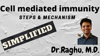 Cell mediated immunity  steps amp mechanism [upl. by Kcirddes274]