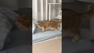 🐈PJooooood come out now No one is looking for you⭐️cat kitten tiktok foryoufunnycats [upl. by Wey739]