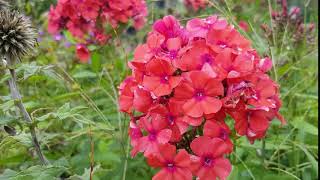 Phlox paniculata Starfire [upl. by Tufts]