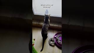 You Wont Believe What This Cat Does to Pigeons [upl. by Samuel]