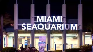 Miami Seaquarium releases statement following countys decision to end lease [upl. by Prowel]