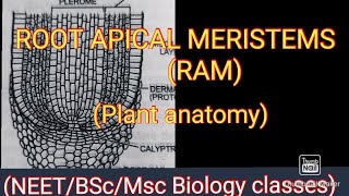 ROOT APICAL MERISTEM RAM  PLANT ANATOMY [upl. by Ostler]