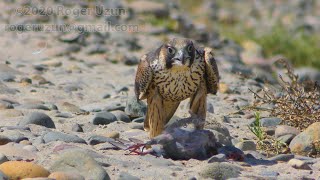 HDObservations  Peregrine Falcon 4K UHD [upl. by Procto]