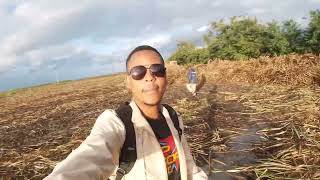 Shamba Vlog EP1 Sugarcane Farm Morogoro Tanzania Mtibwa sugar Estate [upl. by Elocaj580]