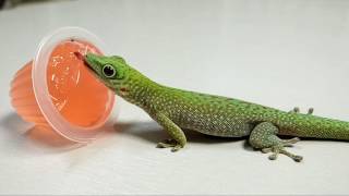 Phelsuma kochi né dans nos locaux [upl. by Siroval980]