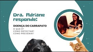 Saiba tudo sobre a doença do carrapato em cães  PARTE 1 [upl. by Ohare136]