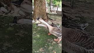 Gansos sinaleiros pardos 🤠gansos ducks ganso aves avesaquaticas [upl. by Tnecniv]