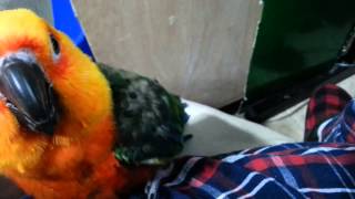 My Jenday Conure hates my cell phone [upl. by Aiuhsoj158]