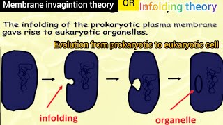 membrane infolding theory of the origin of eukaryotic  membrane inveganation theory of Evolution [upl. by Loomis]