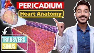 Heart Pericardium Anatomy  Transverse And Oblique Sinus Of Heart [upl. by Seafowl]