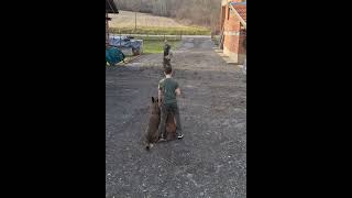 Belgian shepherd Malinois Fox amp Kira [upl. by Adnahsam]