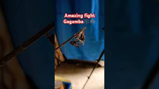 AMAZING 2 GAGAMBA FIGHT🕷️🕸️😮😮😮 shorts [upl. by Vincenz]