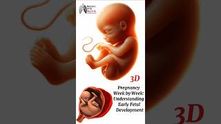 Pregnancy Week by Week Understanding Early Fetal Development medical animation 3d short [upl. by Ayotaj571]