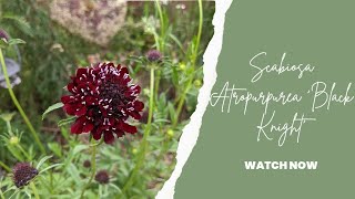 Scabious atropurpurea black knight [upl. by Eerpud867]