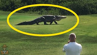 10 CROCODILOS GIGANTES GRAVADOS em VÃDEO [upl. by Wilmer]