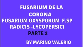 FUSARIUM DE LA CORONA FUSARIUM OXYSPORUM EN TOMATE  TRATAMIENTO [upl. by Alisen]