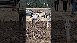 Traditional Horse Ploughing at the Forest of Arden Ploughing Match Sunday 15th September 2024 [upl. by Attecnoc]